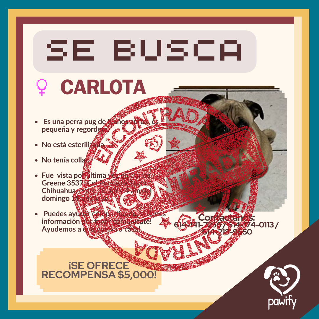 Mascota encontrada